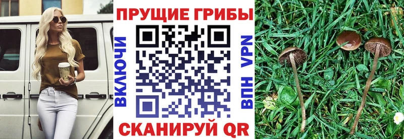 Галлюциногенные грибы Psilocybine cubensis  Моршанск 