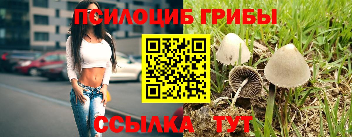Галлюциногенные грибы мухоморы  Моршанск  Псилоцибиновые грибы Psilocybe 